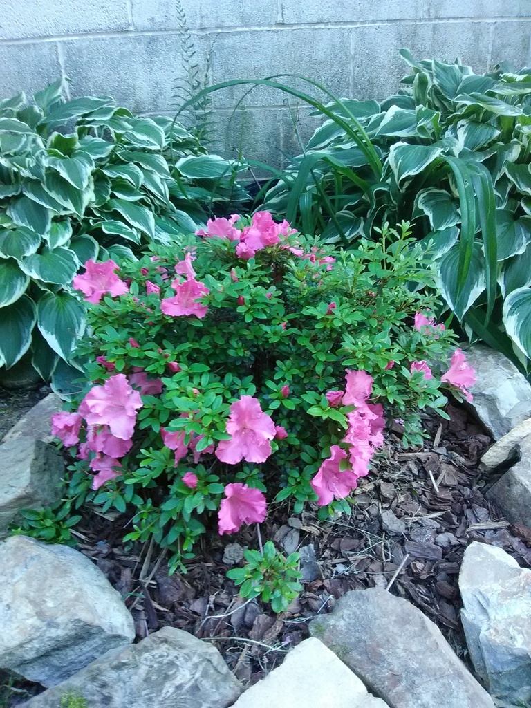 Pink Gumpo Evergreen Azalea - Satsuki Hybrid - image 2