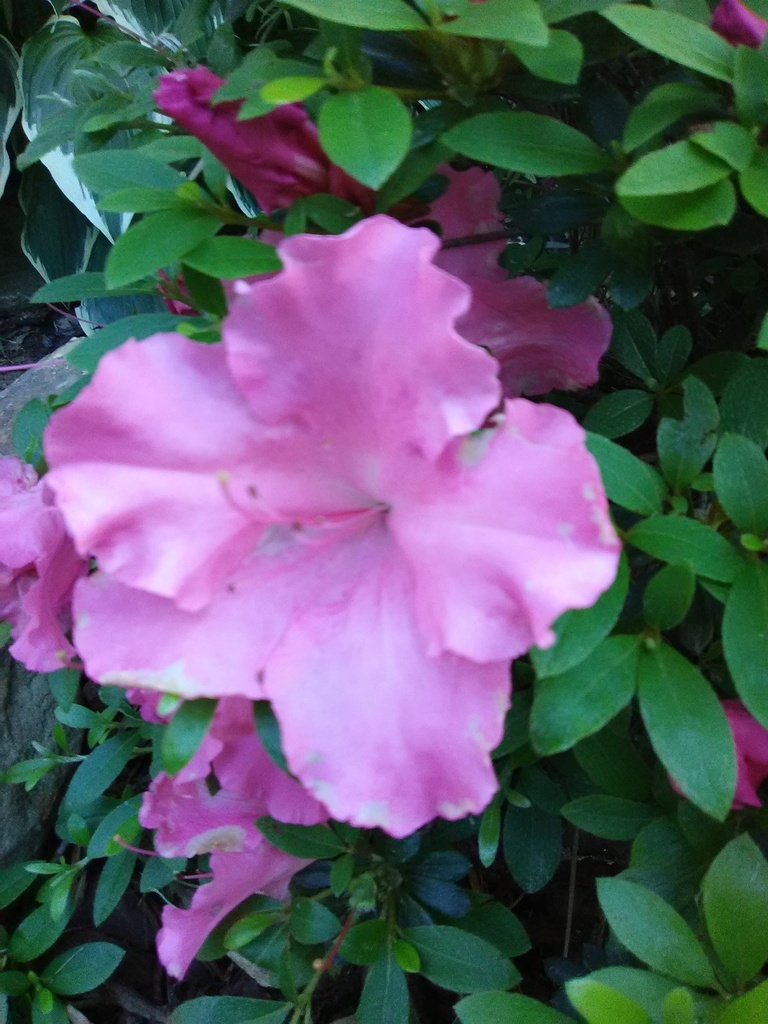 Pink Gumpo Evergreen Azalea - Satsuki Hybrid - image 3