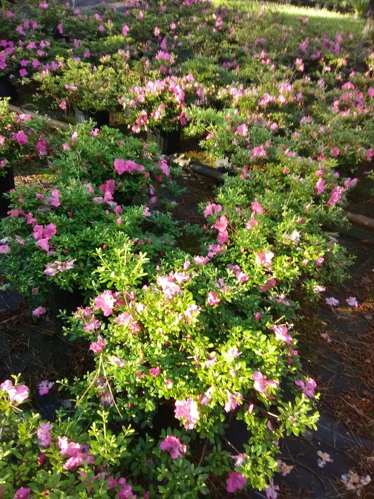 Pink Gumpo Evergreen Azalea - Satsuki Hybrid - image 4