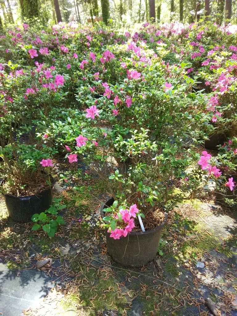 Tradition Kurume Azalea - Pink Flowering Evergreen Shrub - image 2