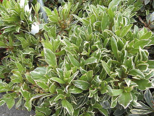 Silver Sword Azalea - Girard Variegated Evergreen Shrub - image 2