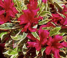 Silver Sword Azalea - Girard Variegated Evergreen Shrub - image 3