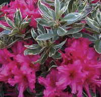 Silver Sword Azalea - Girard Variegated Evergreen Shrub - image 4