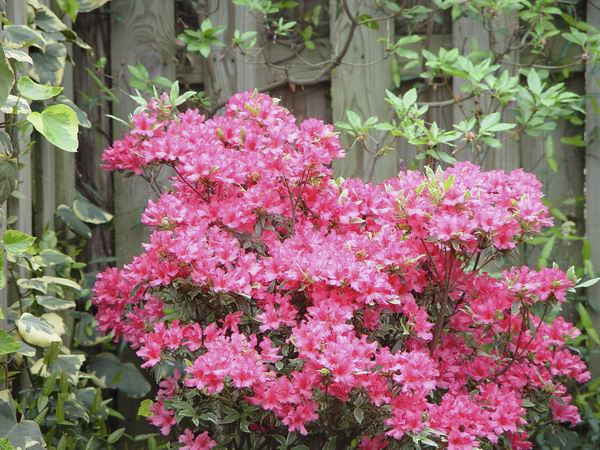 Silver Sword Azalea - Girard Variegated Evergreen Shrub - image 5
