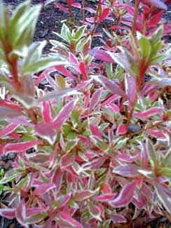 Silver Sword Azalea - Girard Variegated Evergreen Shrub - image 6