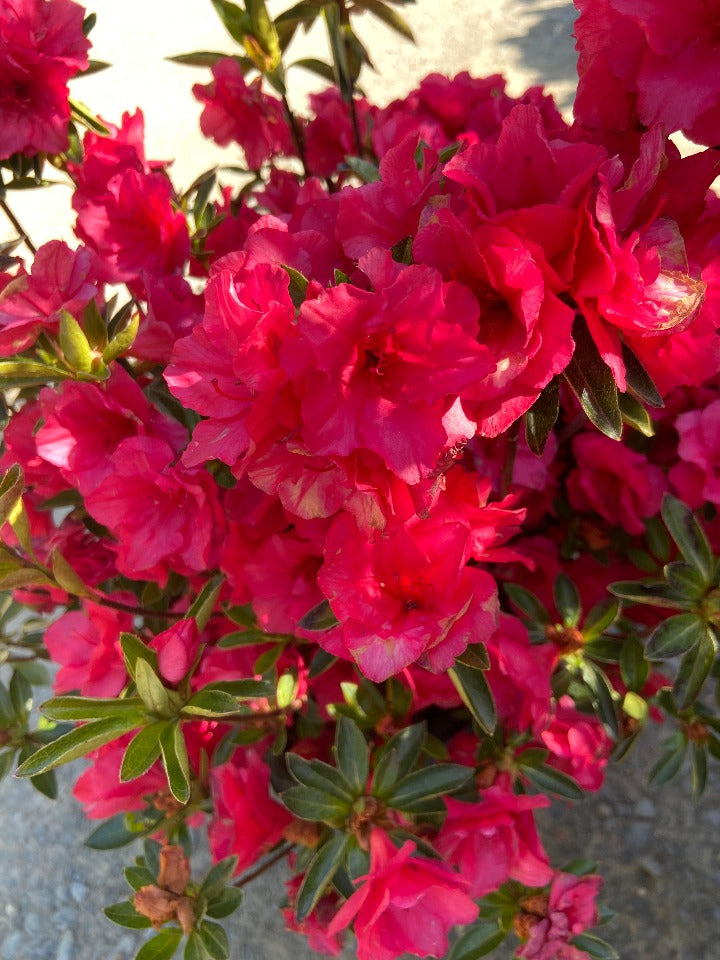 Hershey Red Azalea (Kurume Hybrid) - image 2