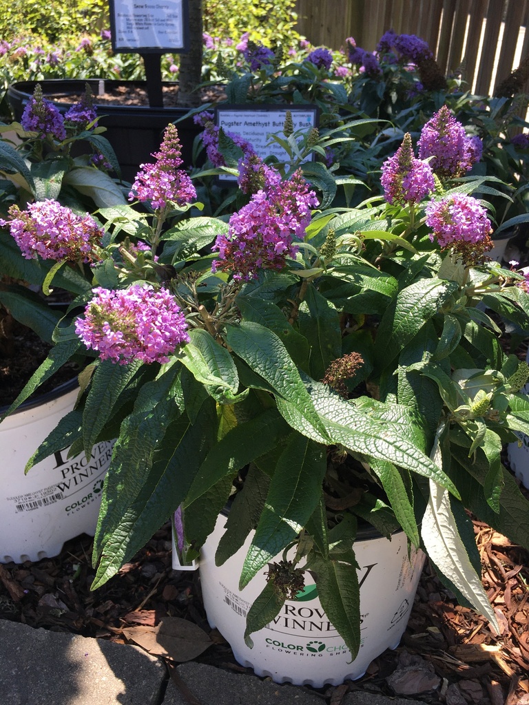 Pugster Blue Butterfly Bush - Compact Dwarf Buddleia - image 3