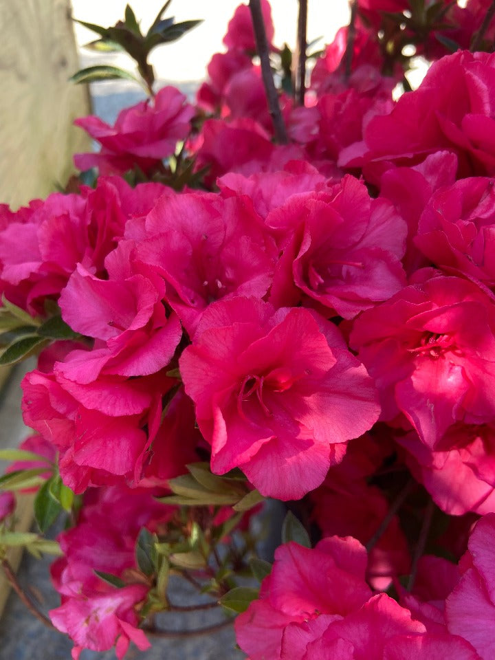 Hershey Red Azalea (Kurume Hybrid) - image 3