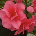 Girard's Christina Azalea - Cold Hardy Evergreen Shrub - image 2
