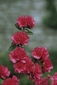 Girard's Christina Azalea - Cold Hardy Evergreen Shrub - image 3