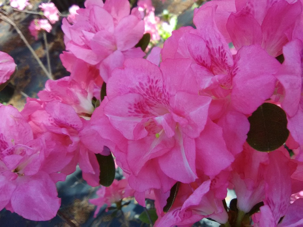 Sweetheart Supreme Evergreen Azalea – Pericat Hybrid - image 2