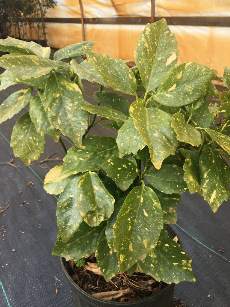 Dwarf Variegated Aucuba | Gold Dust Evergreen Shrub - image 2