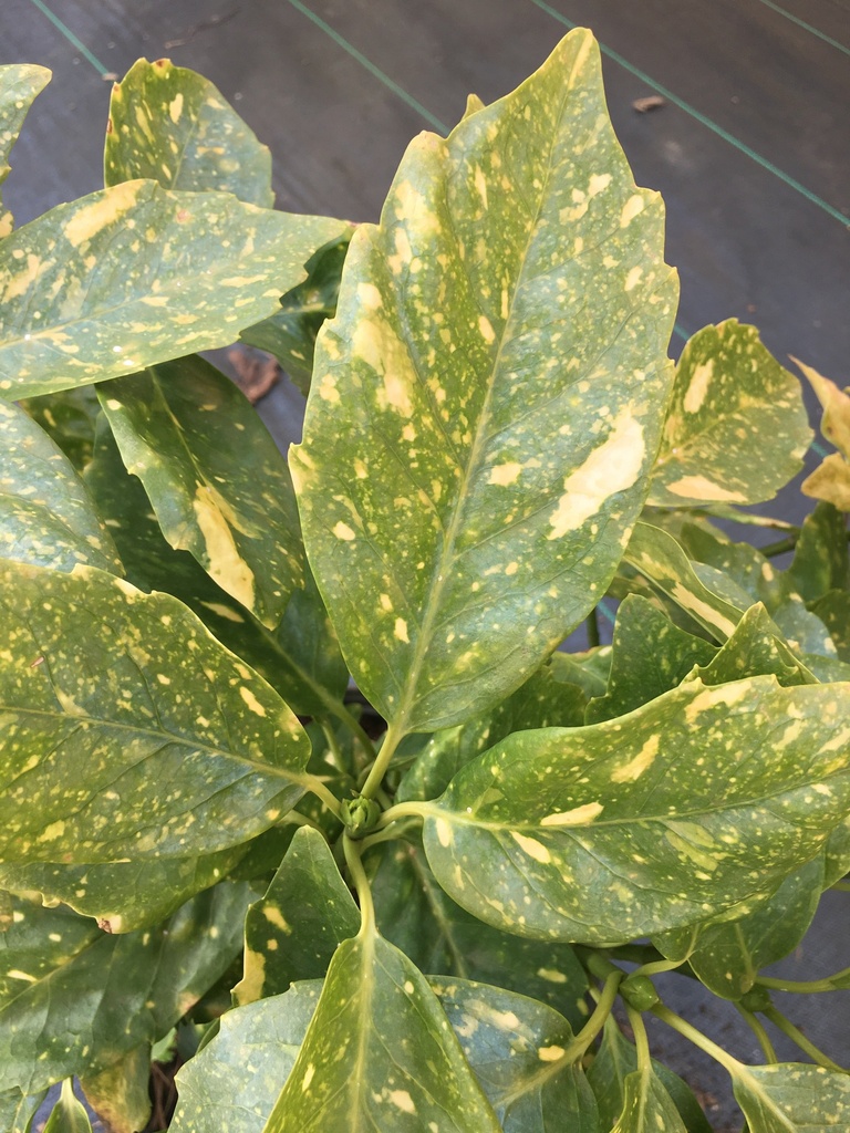 Dwarf Variegated Aucuba | Gold Dust Evergreen Shrub - image 3