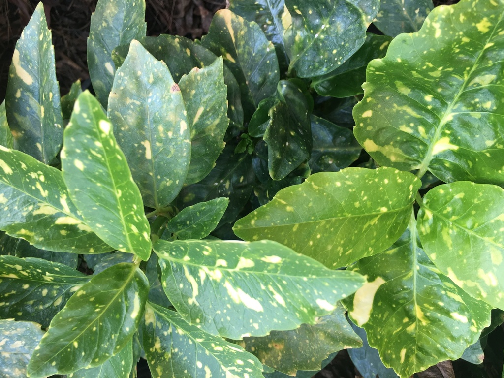 Dwarf Variegated Aucuba | Gold Dust Evergreen Shrub - image 4