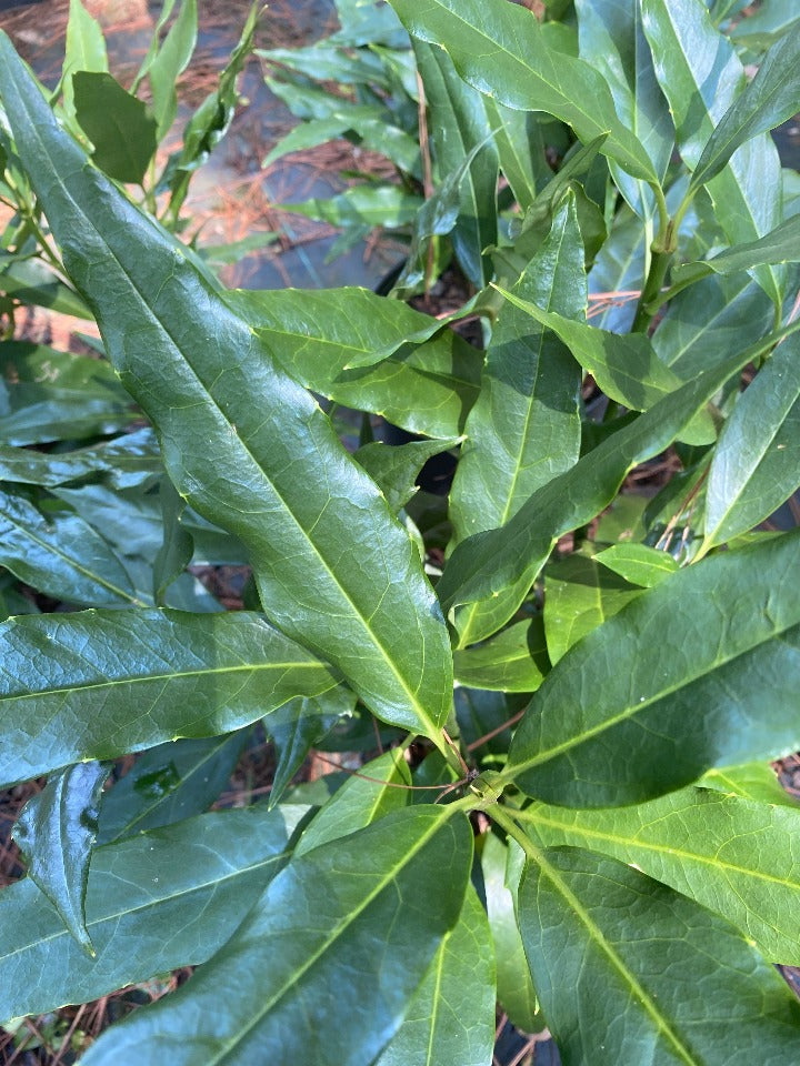 Saw-Toothed Aucuba (Aucuba japonica 'Serratifolia') - image 2