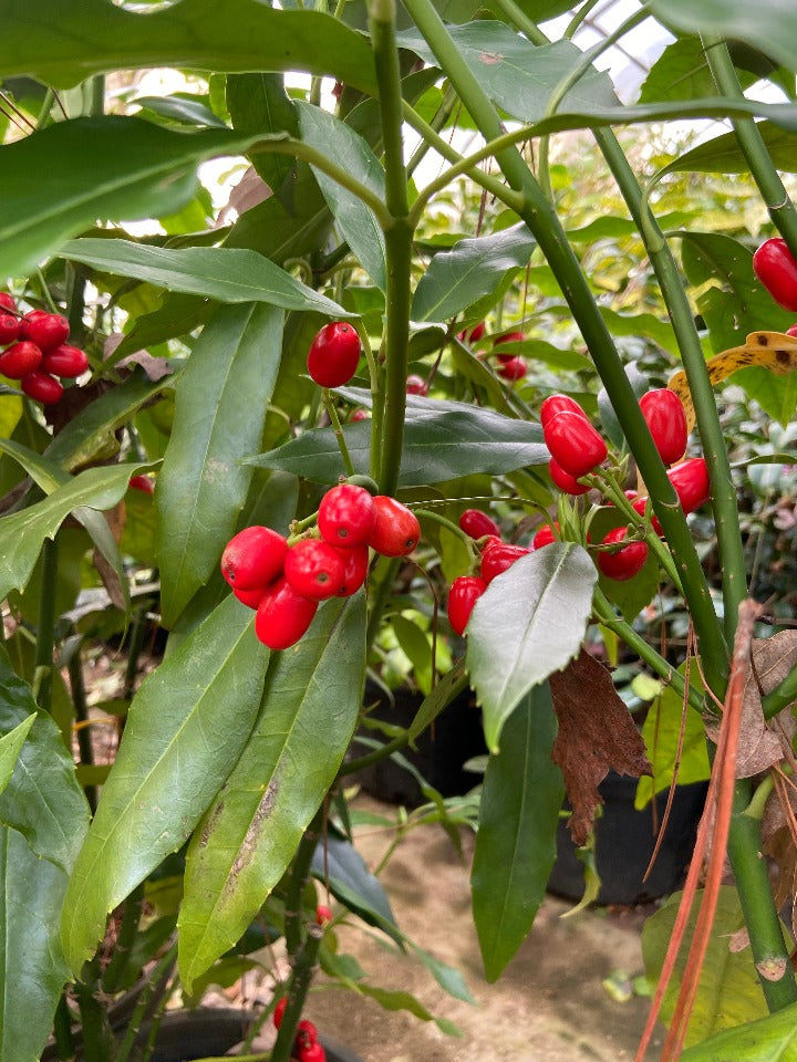 Saw-Toothed Aucuba (Aucuba japonica 'Serratifolia') - image 3
