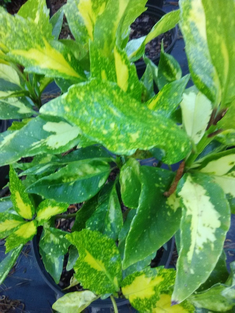 Picturata Aucuba - Gold Variegated Japanese Aucuba - image 2