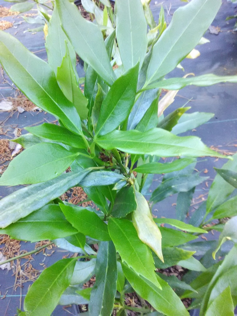 Dwarf Aucuba (Aucuba japonica 'Nana') - image 2