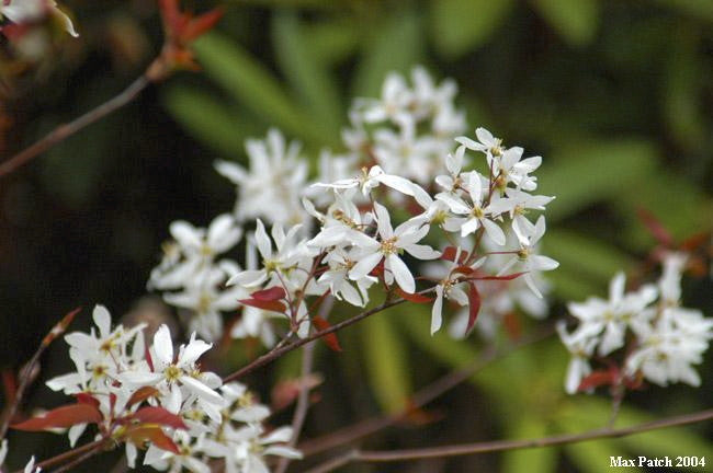 Shadblow Serviceberry (Amelanchier canadensis) - image 2