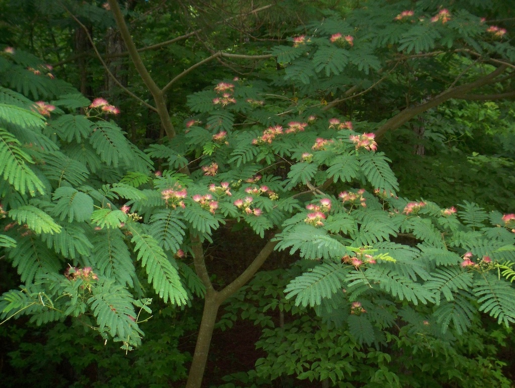 Mimosa Tree – Albizia julibrissin | Pink Flowering Tree - image 2