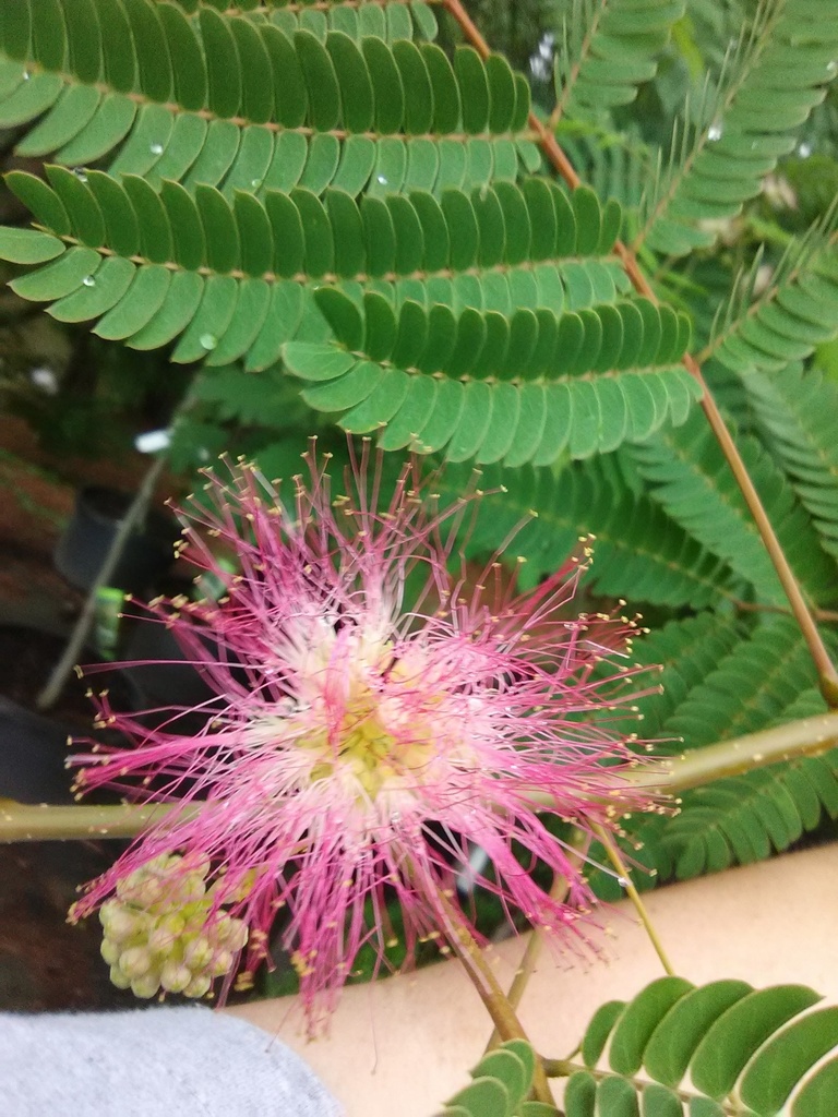 Mimosa Tree – Albizia julibrissin | Pink Flowering Tree - image 3