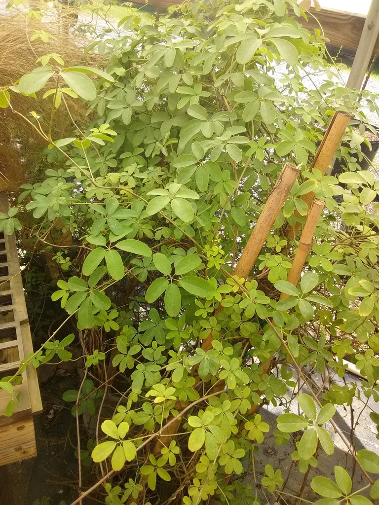 Akebia Chocolate Vine – Fragrant Purple Flowering Vine - image 2