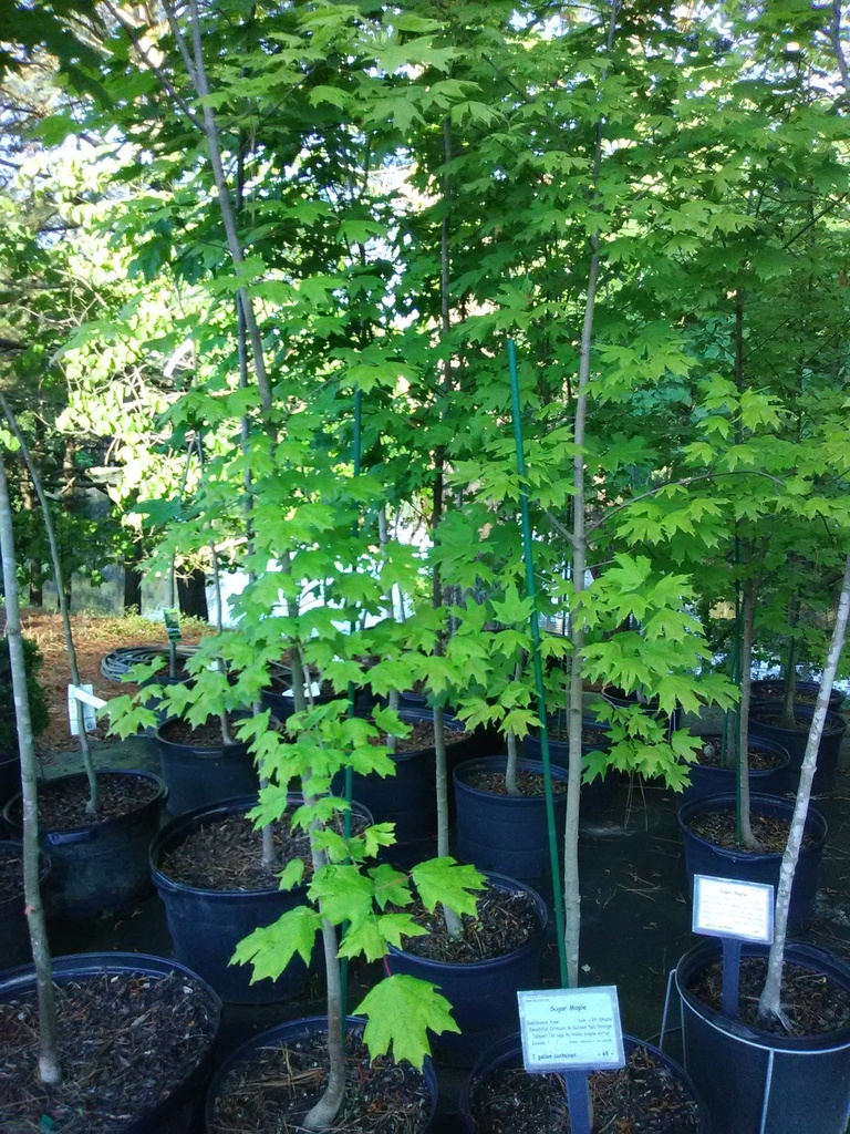 Sugar Maple - Acer saccharum | Shade Tree - image 2