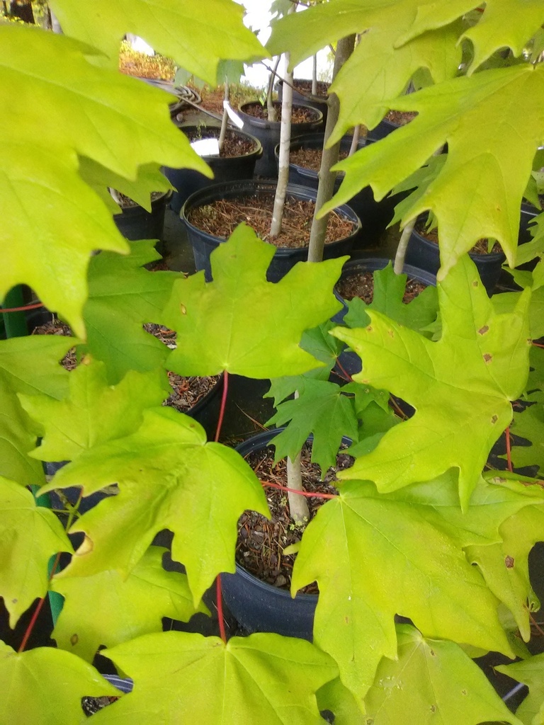 Sugar Maple - Acer saccharum | Shade Tree - image 3