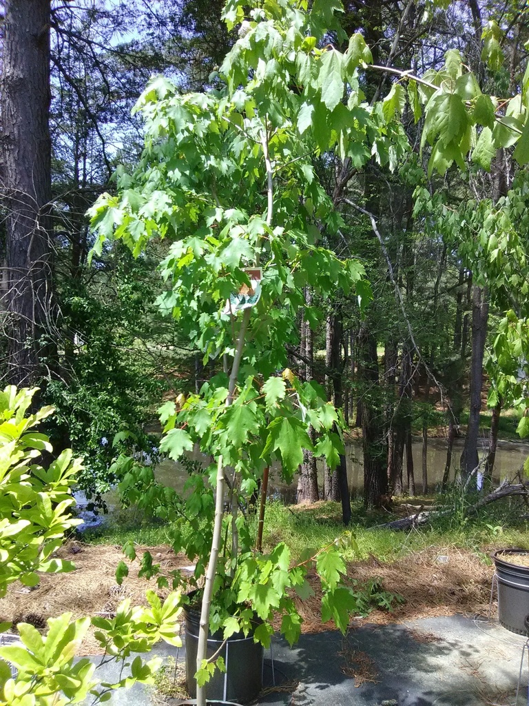Red Maple - Acer rubrum - image 2