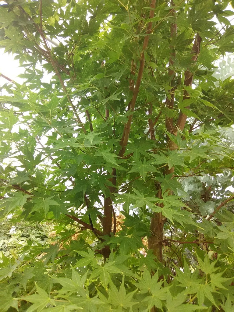 Coral Bark Japanese Maple - Acer palmatum 'Sango Kaku' - image 2
