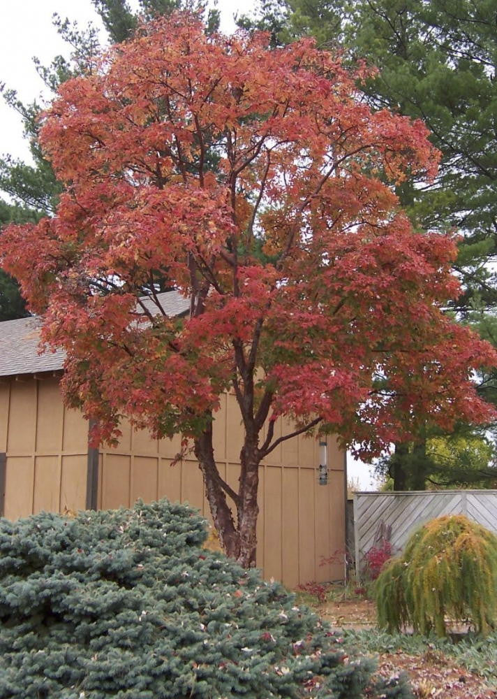 Paperbark Maple - B&B - image 2