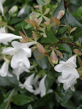 Prostrate Glossy Abelia | Low-Growing Flowering Shrub - image 2