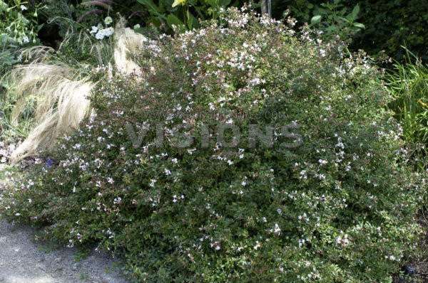 Prostrate Glossy Abelia | Low-Growing Flowering Shrub - image 3