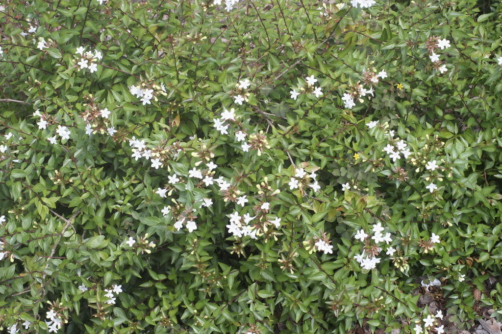 Prostrate Glossy Abelia | Low-Growing Flowering Shrub - image 4