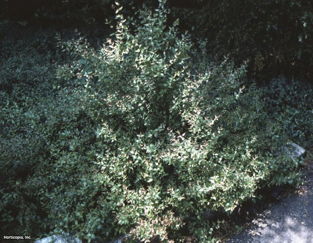 Prostrate Glossy Abelia | Low-Growing Flowering Shrub - image 5