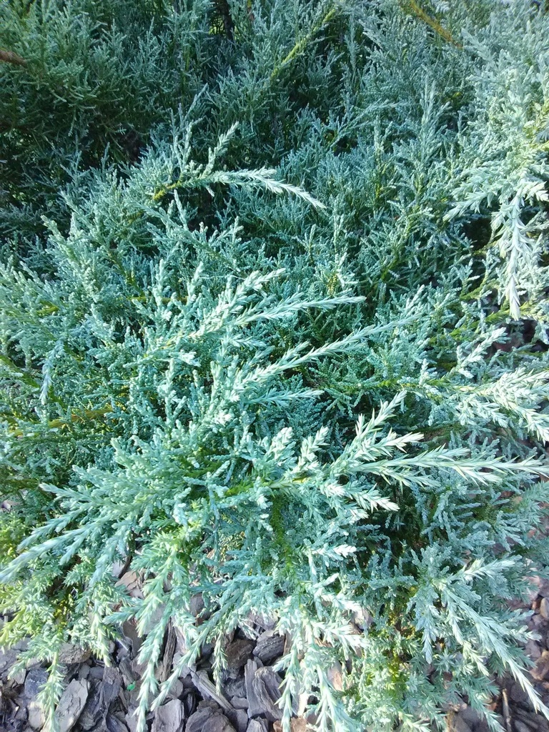 Angelica Blue Juniper | Juniperus chinensis 'Angelica Blue' - image 2