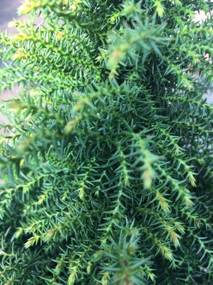 Tansu Dwarf Japanese Cedar (Cryptomeria japonica 'Tansu') - image 2