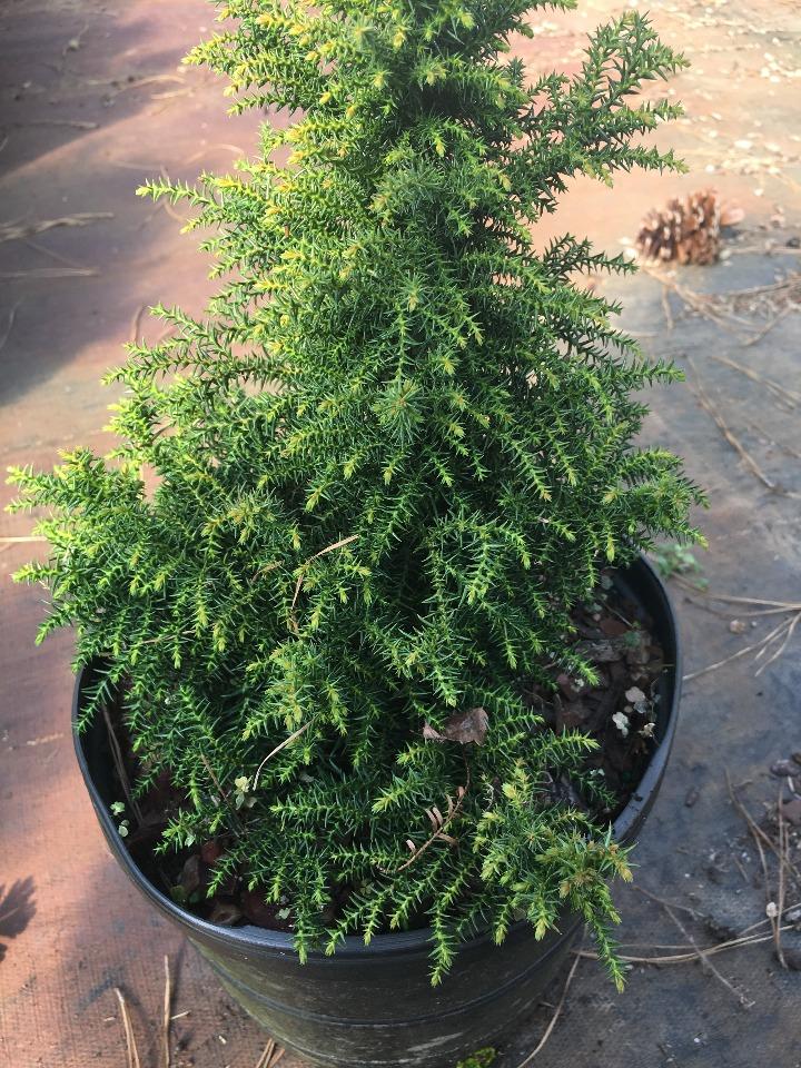 Tansu Dwarf Japanese Cedar (Cryptomeria japonica 'Tansu') - image 3
