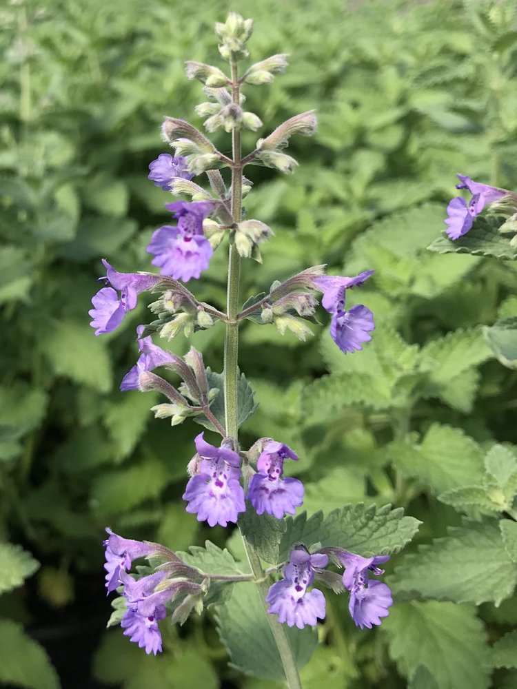 Walker's Low Catmint - Nepeta racemosa 'Walker's Low' - image 2