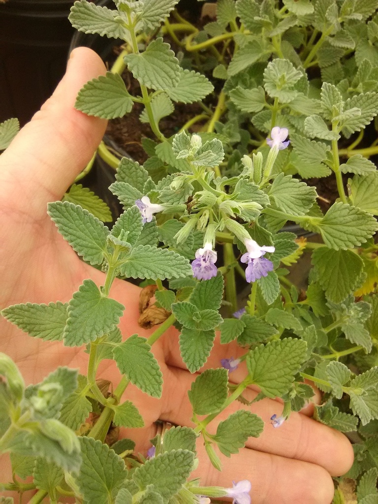Walker's Low Catmint - Nepeta racemosa 'Walker's Low' - image 3