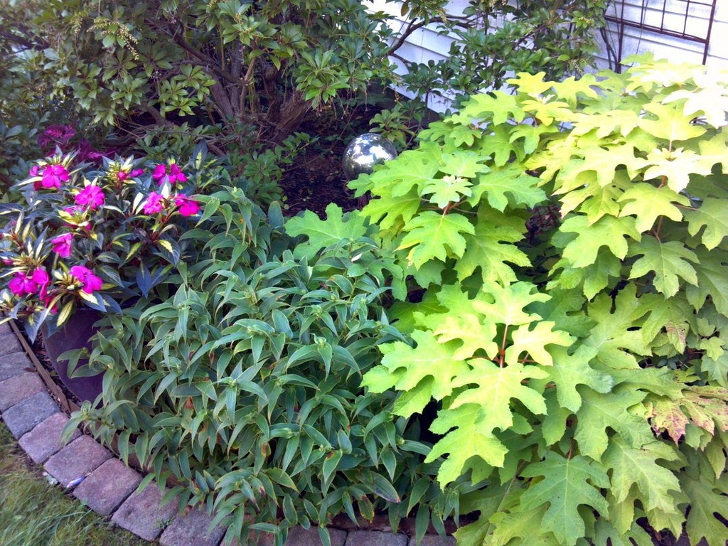 Little Honey Oakleaf Hydrangea - Hydrangea quercifolia - image 2