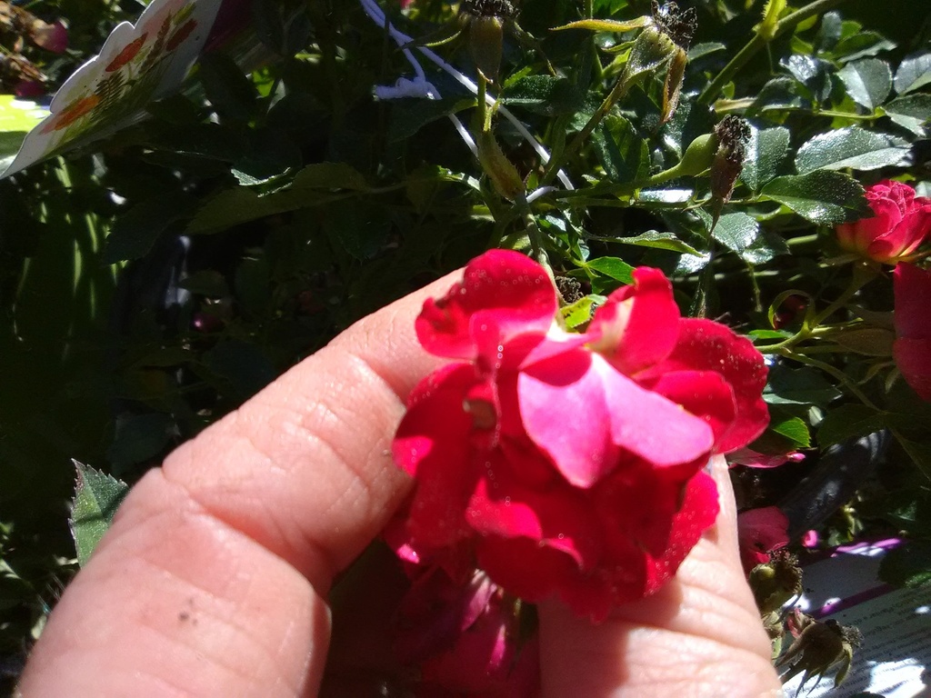 Red Drift Rose | Low-Growing Groundcover Rose - image 2