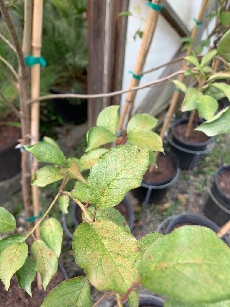 Ozark Premier Plum - Fruiting Japanese Plum Tree - image 2