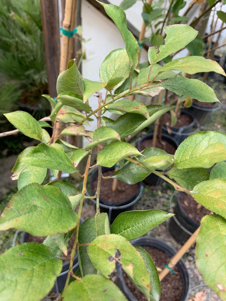 Ozark Premier Plum - Fruiting Japanese Plum Tree - image 3