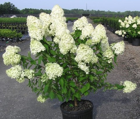 Limelight Hydrangea (Hydrangea paniculata 'Limelight') - image 2