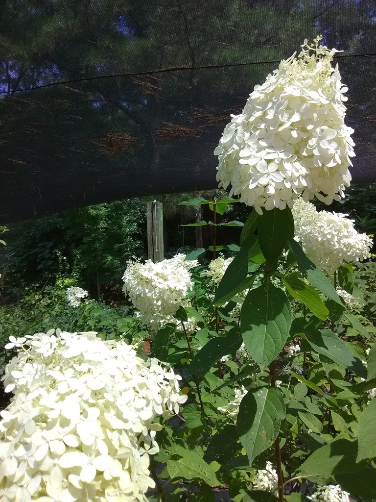 Limelight Hydrangea (Hydrangea paniculata 'Limelight') - image 3