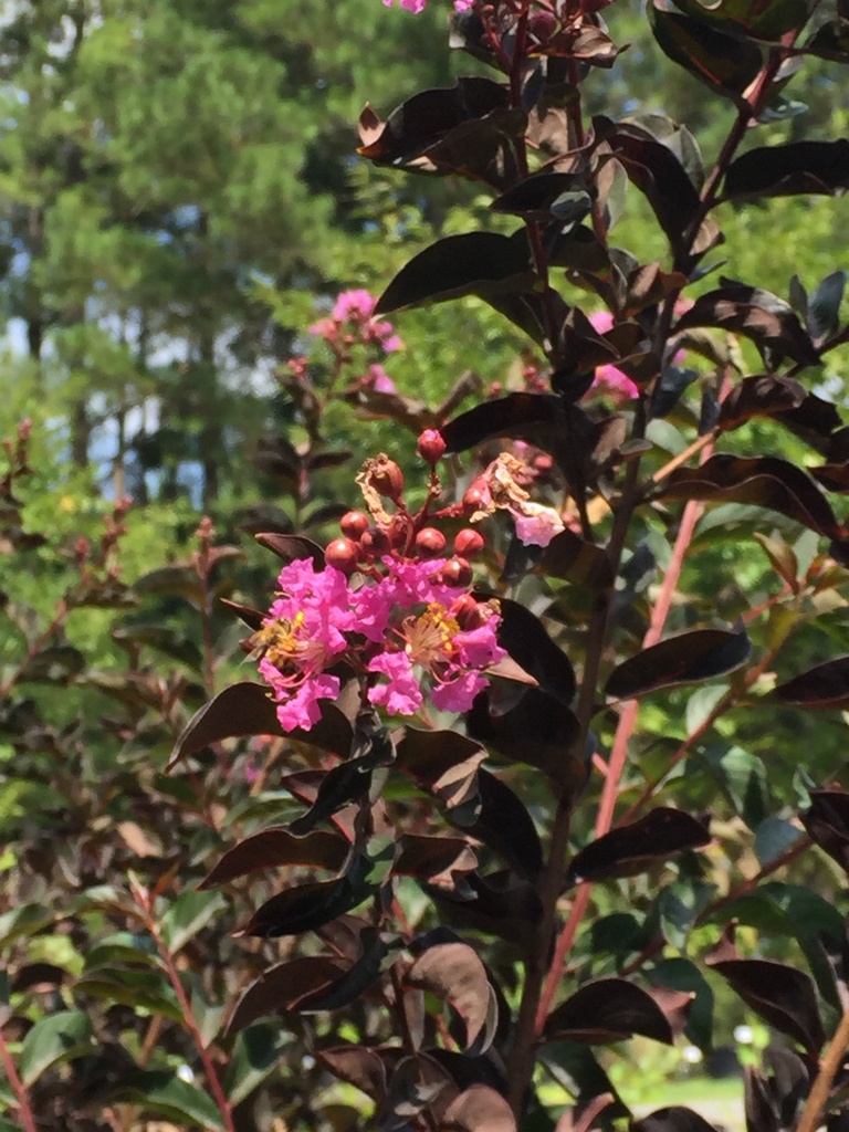 Black Diamond 'Shell Pink' Crape Myrtle - image 2
