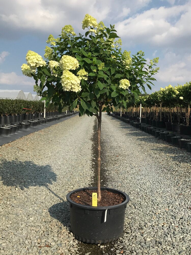 Limelight Hydrangea (Hydrangea paniculata 'Limelight') - image 4