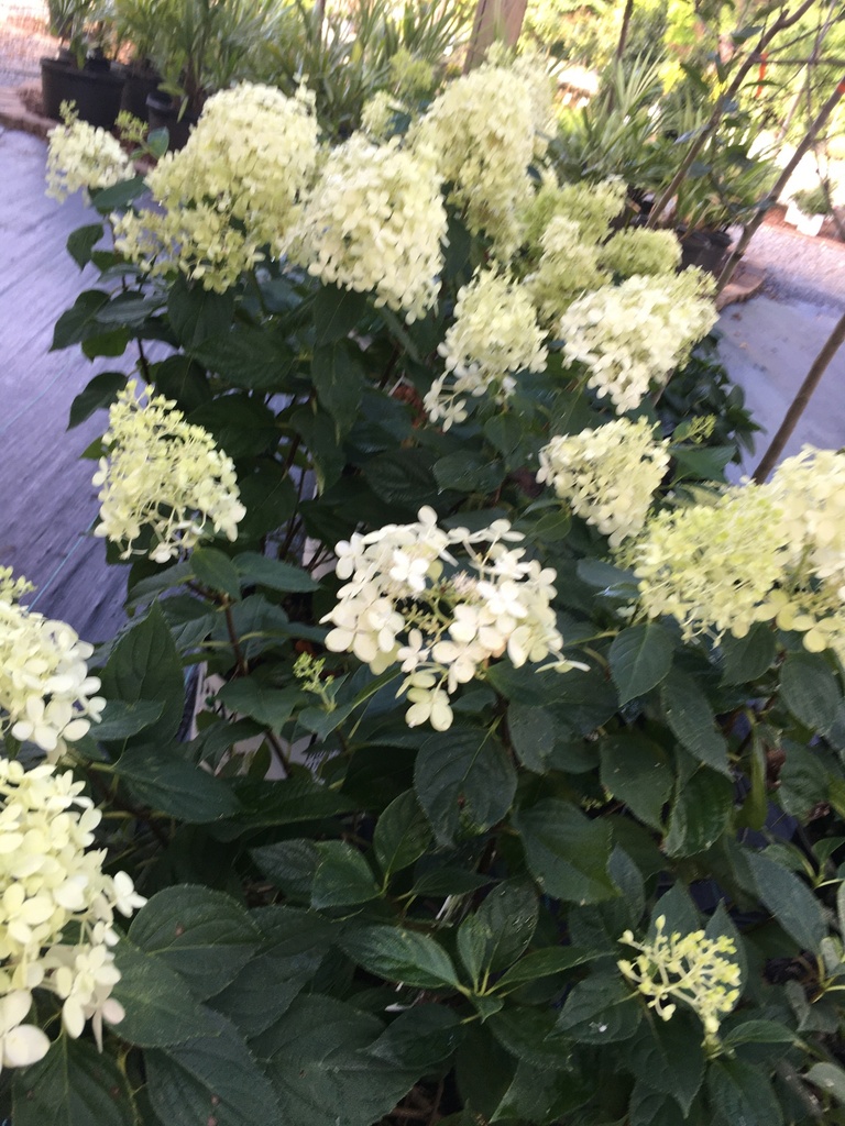 Limelight Hydrangea (Hydrangea paniculata 'Limelight') - image 5