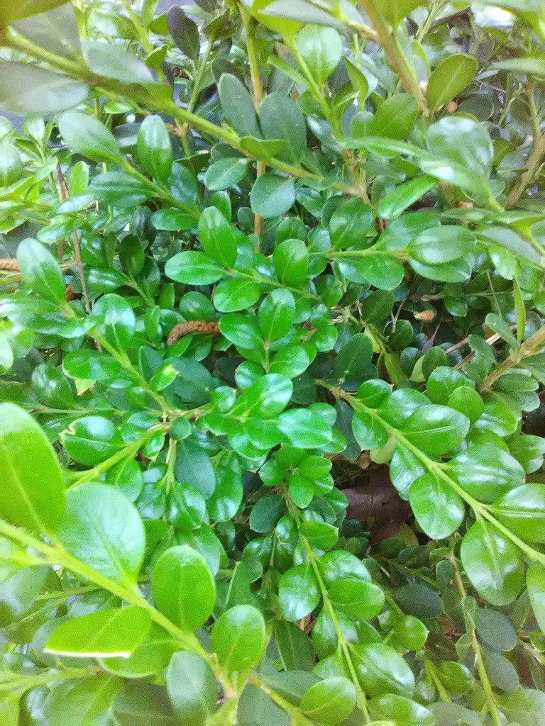 Korean Boxwood (Buxus microphylla var. Koreana) - image 2